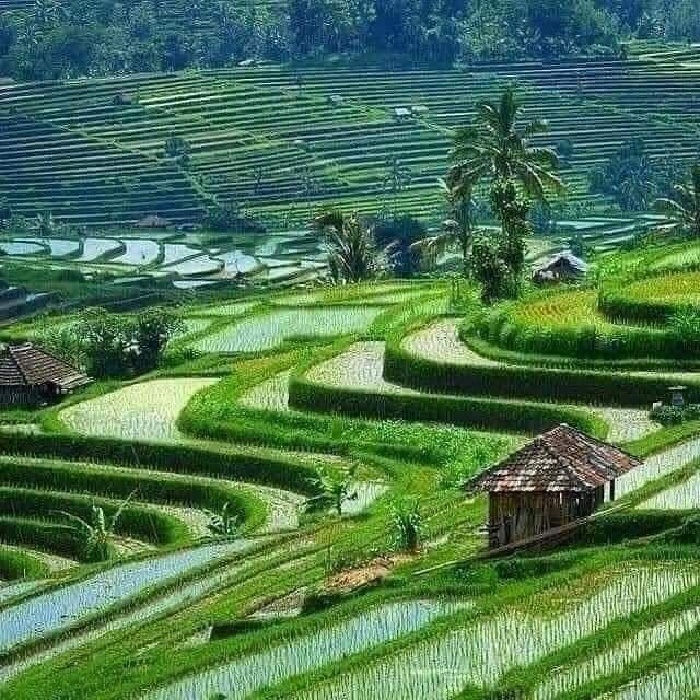Taman ayun, monkey forest,Jatiluwih rice terrace & Tanah Lot sunset Tour